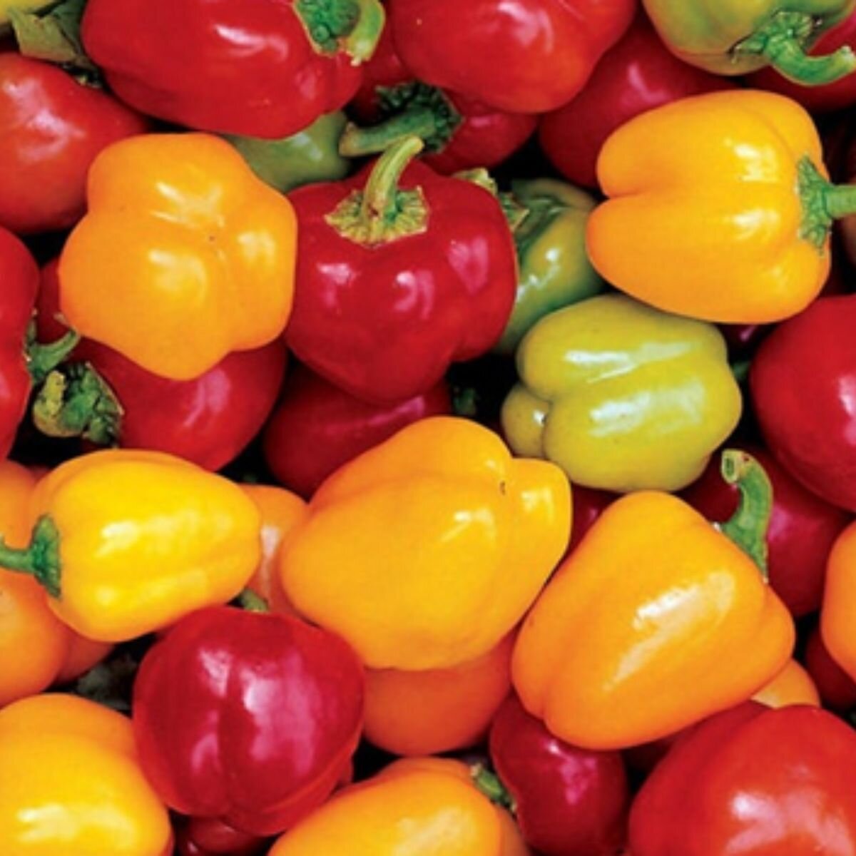 Capsicum - Mini Bell Mix Seeds
