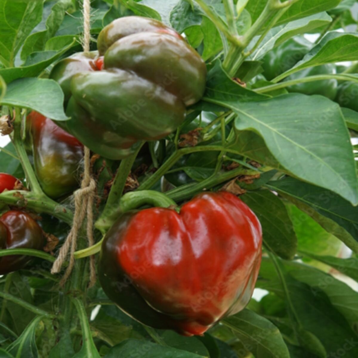 Capsicum - Yolo Wonder Seeds