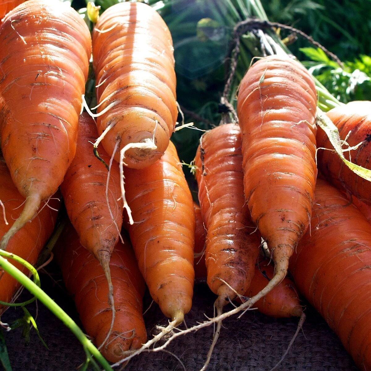 Carrot - All Season Seeds