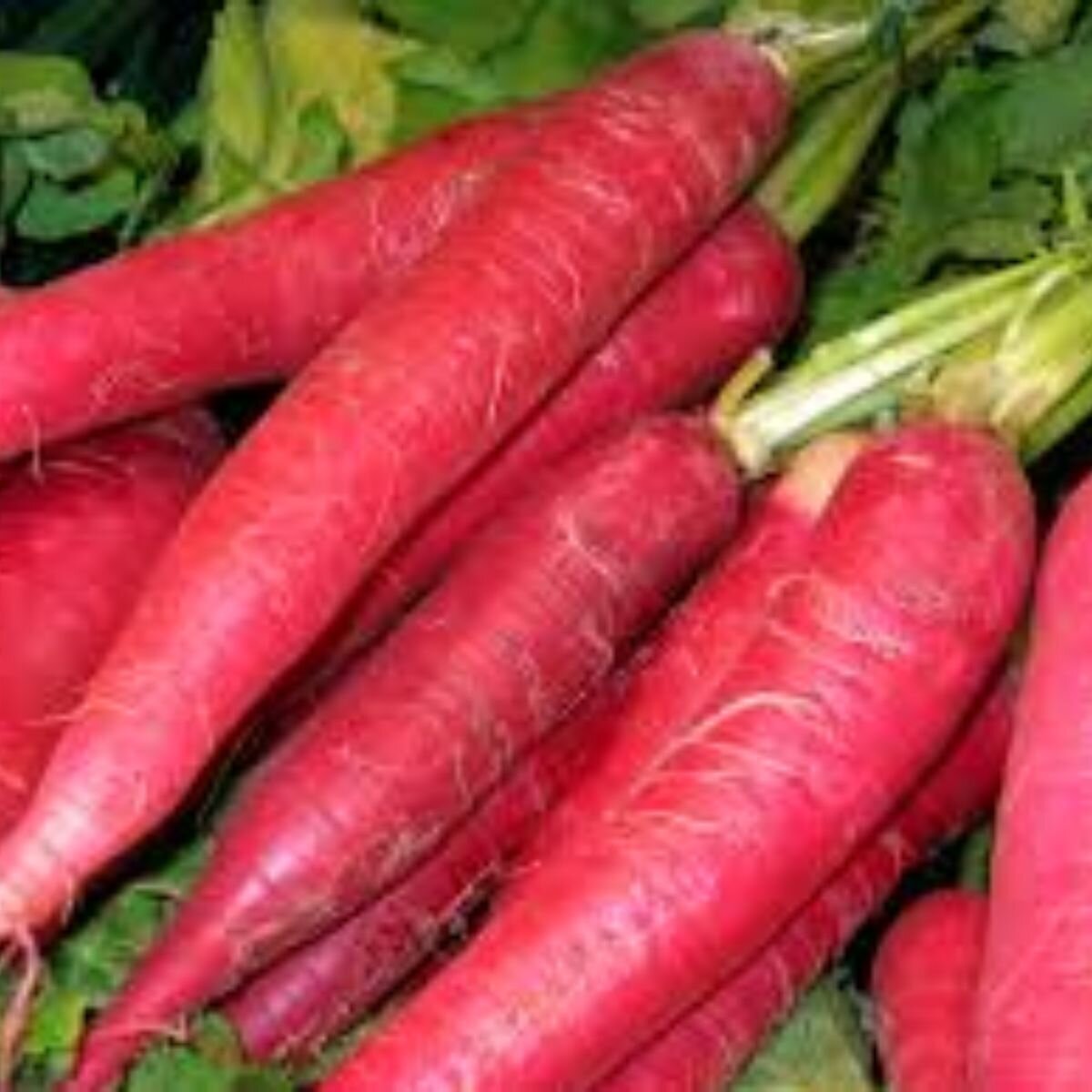 Carrot - Atomic Red Seeds