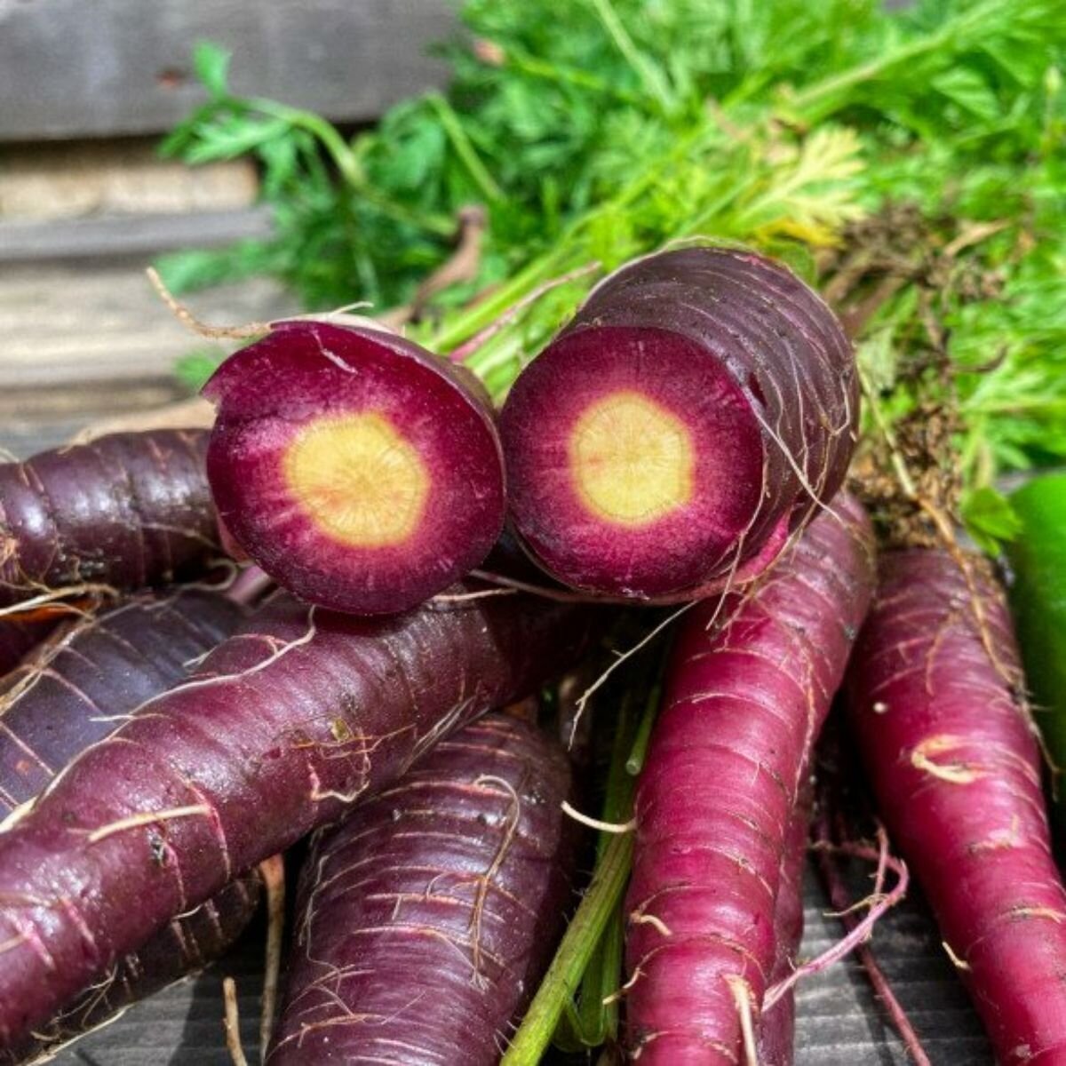 Carrot - Cosmic Purple Seeds