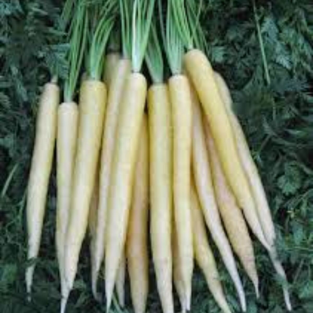Carrot - Lunar White Seeds