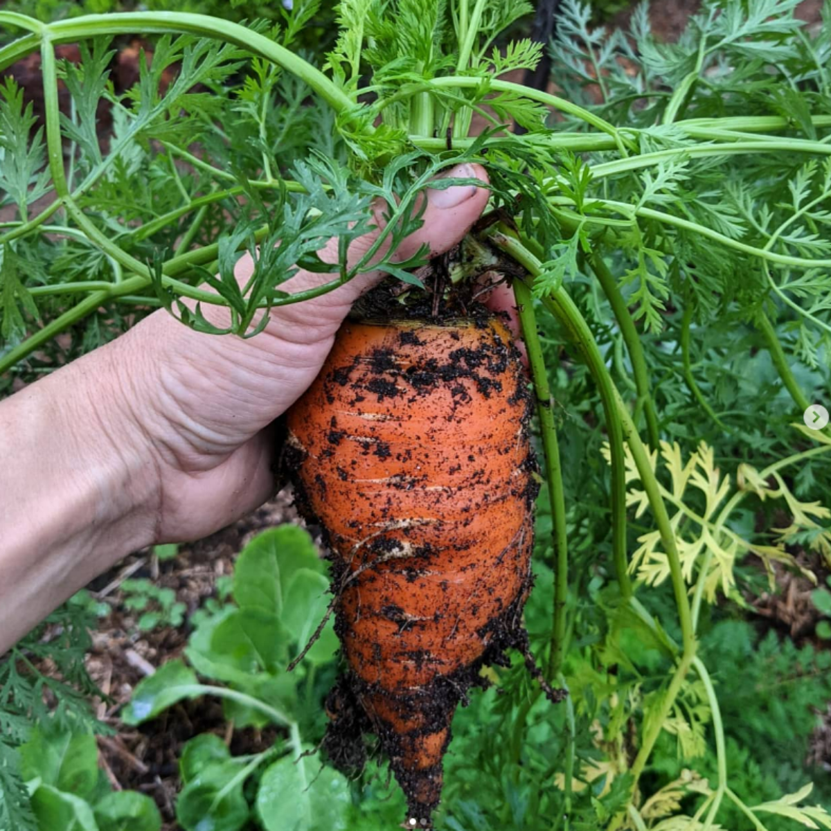 Carrot - Short Kuroda Seeds