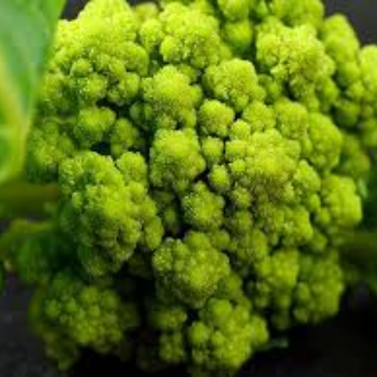 Cauliflower - Macerata Green Seeds
