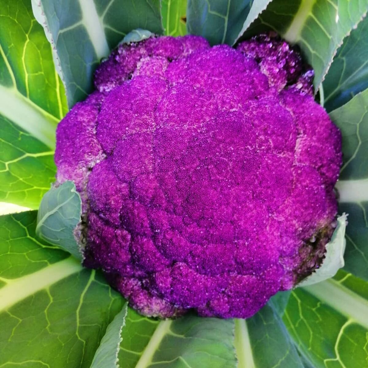 Cauliflower - Purple Sicily Seeds