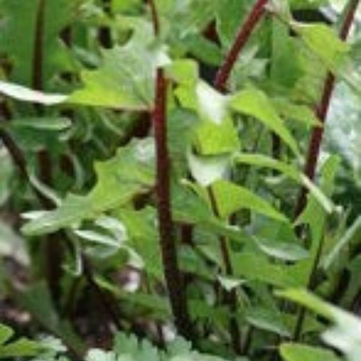Chicory - Red rib Seeds