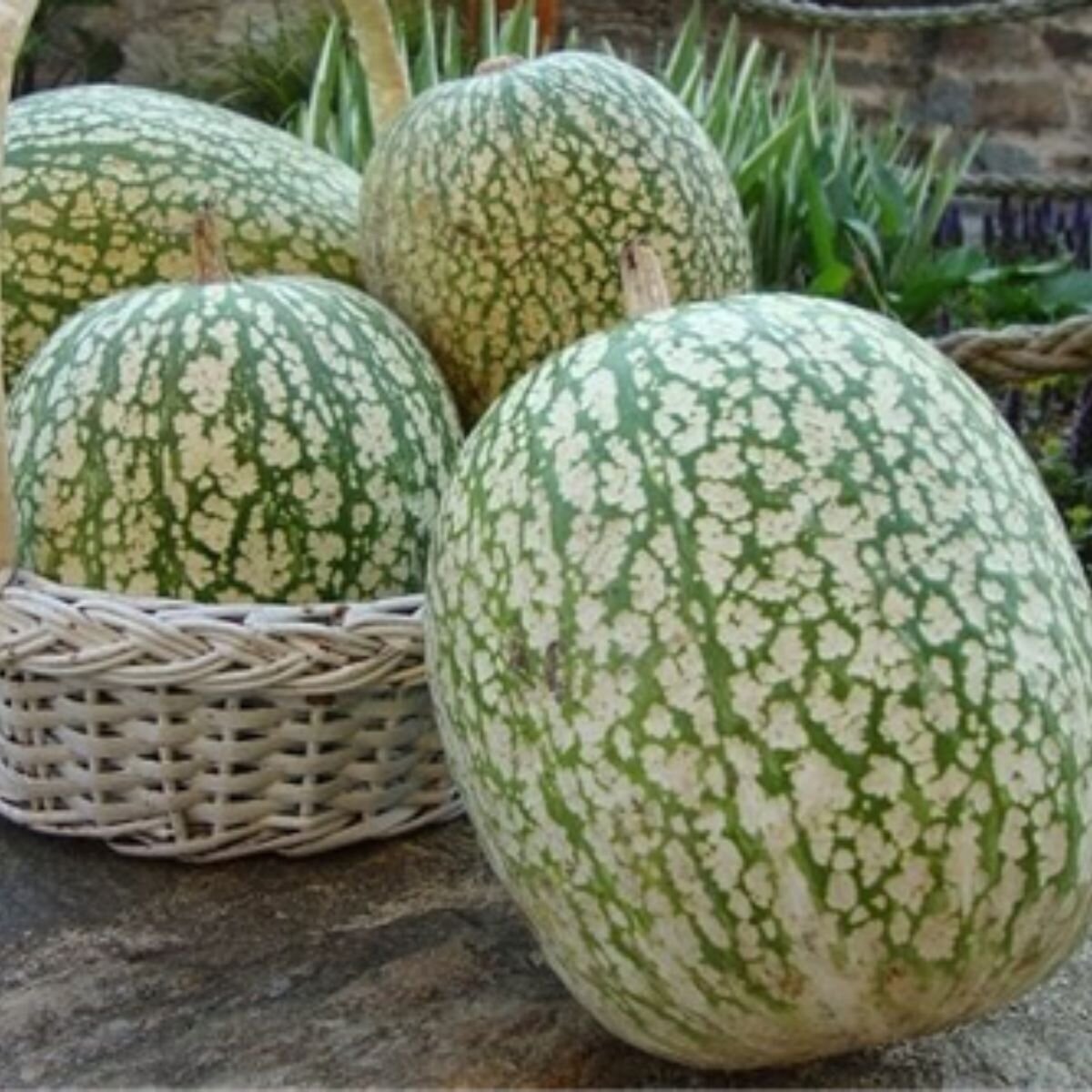 Buy Western Australian Seeds Online - Thrive Sustainability