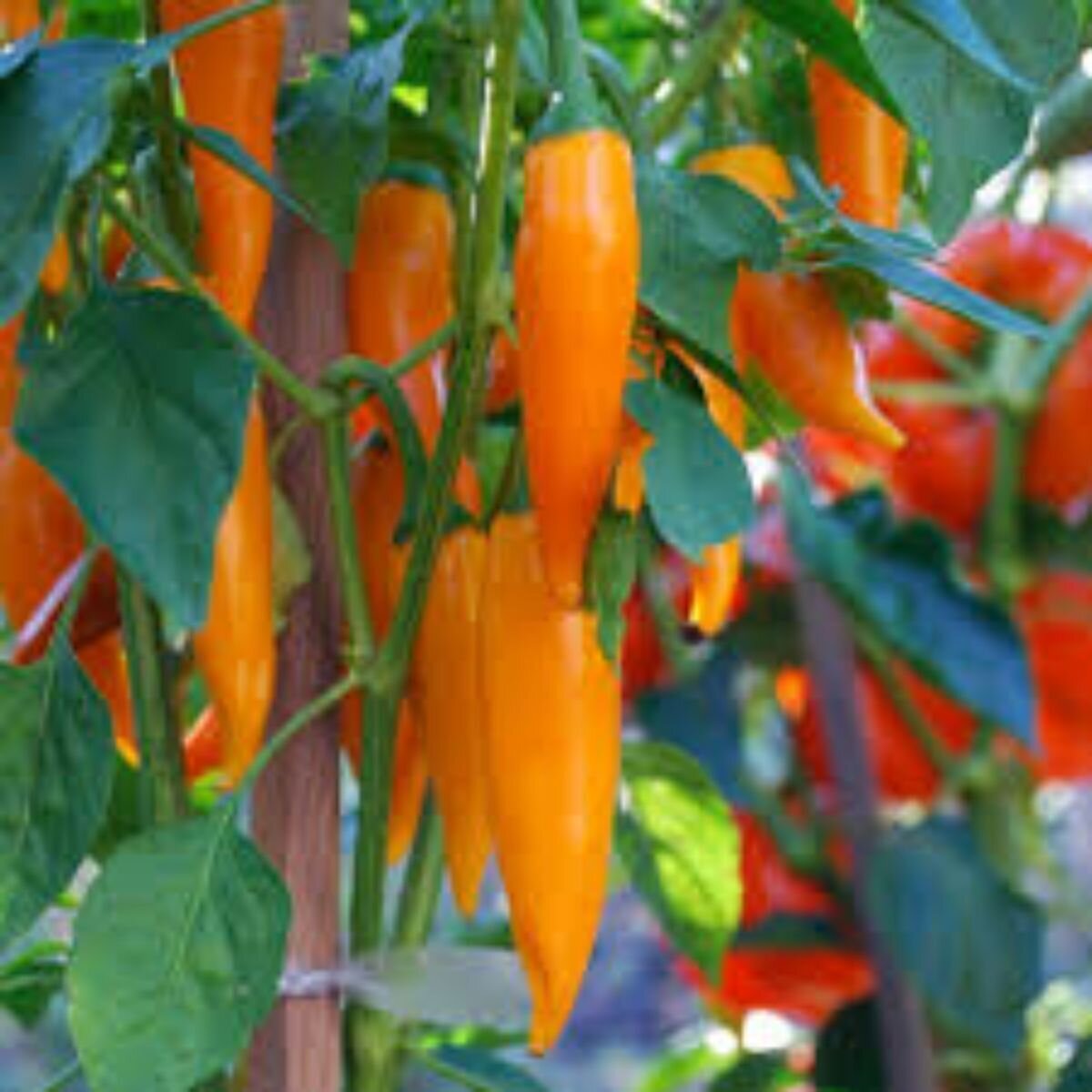 Chilli - Bulgarian Carrot Seeds