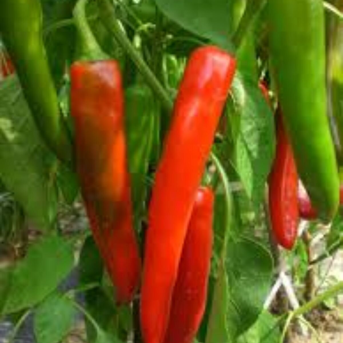 Chilli - Cayenne Red Hot Seeds