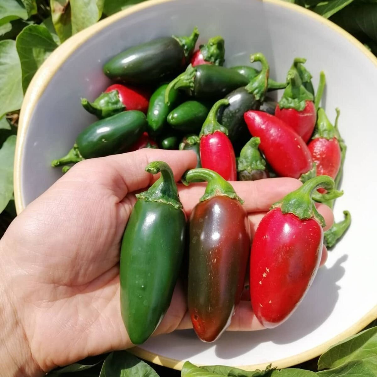 Chilli Jalapeno Seeds