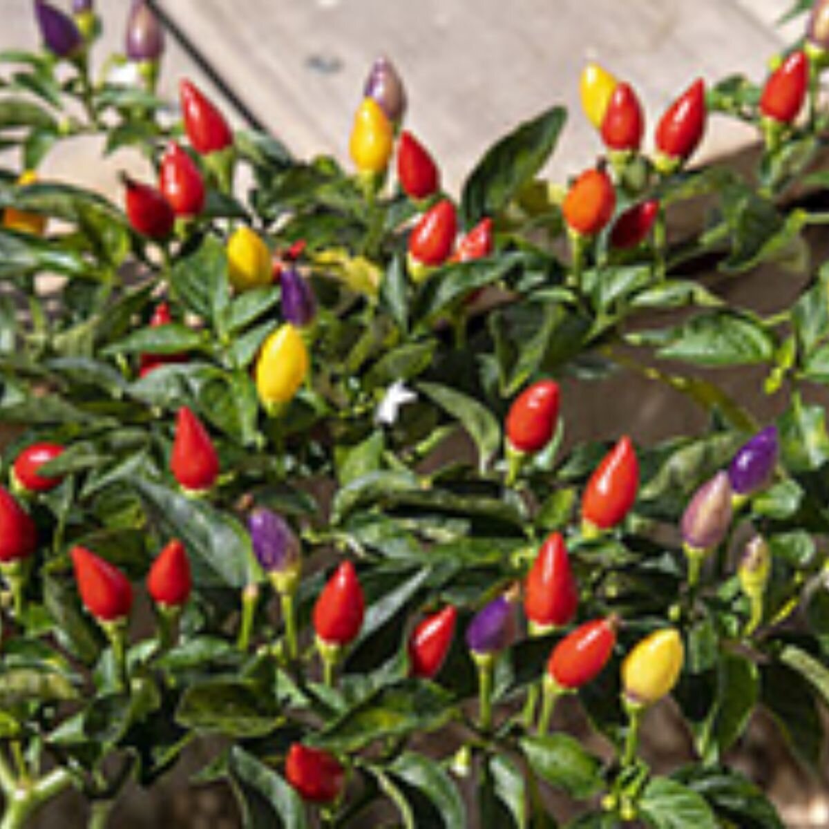 Chilli - New Mexican Twilight Seeds