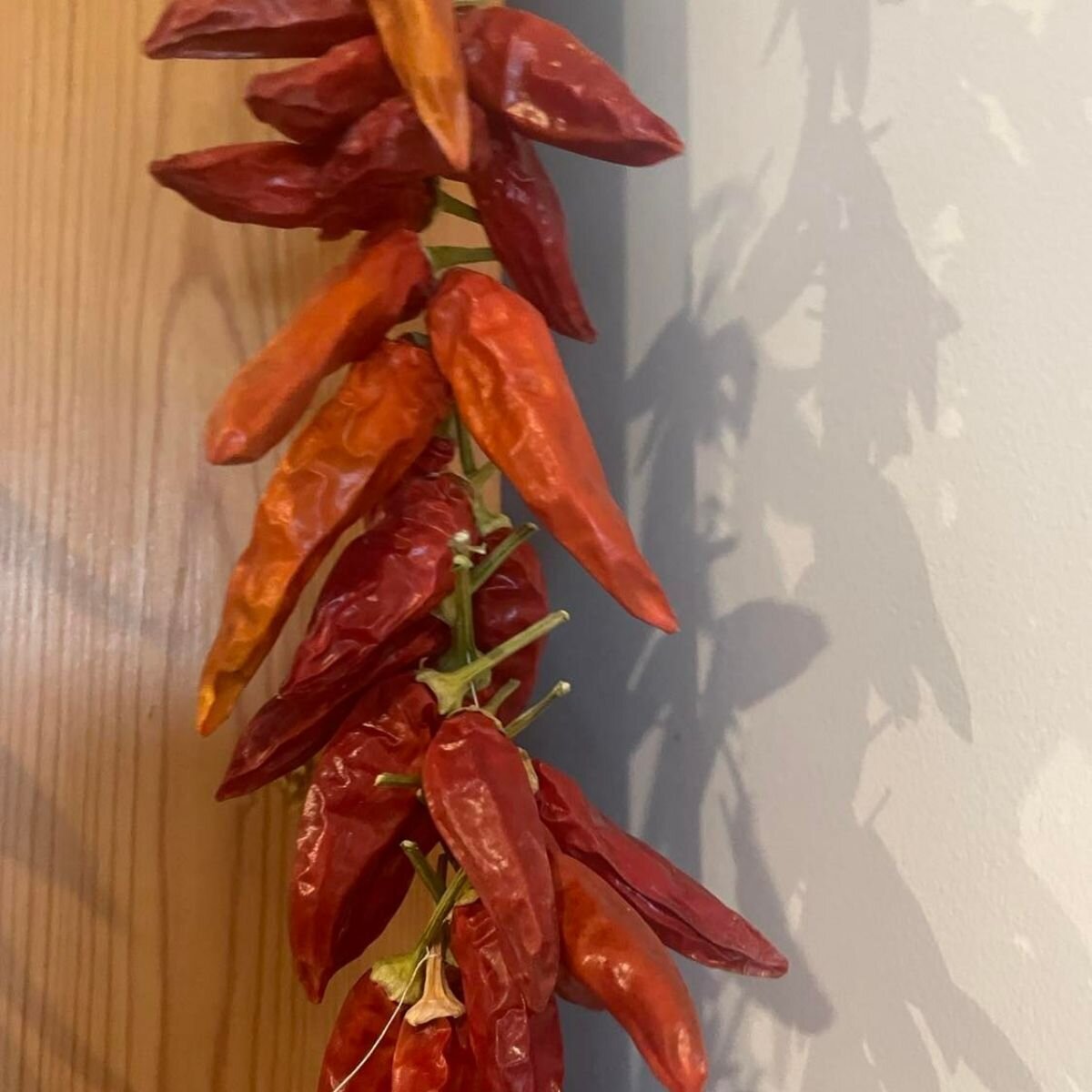 Chilli - Paprika Seeds