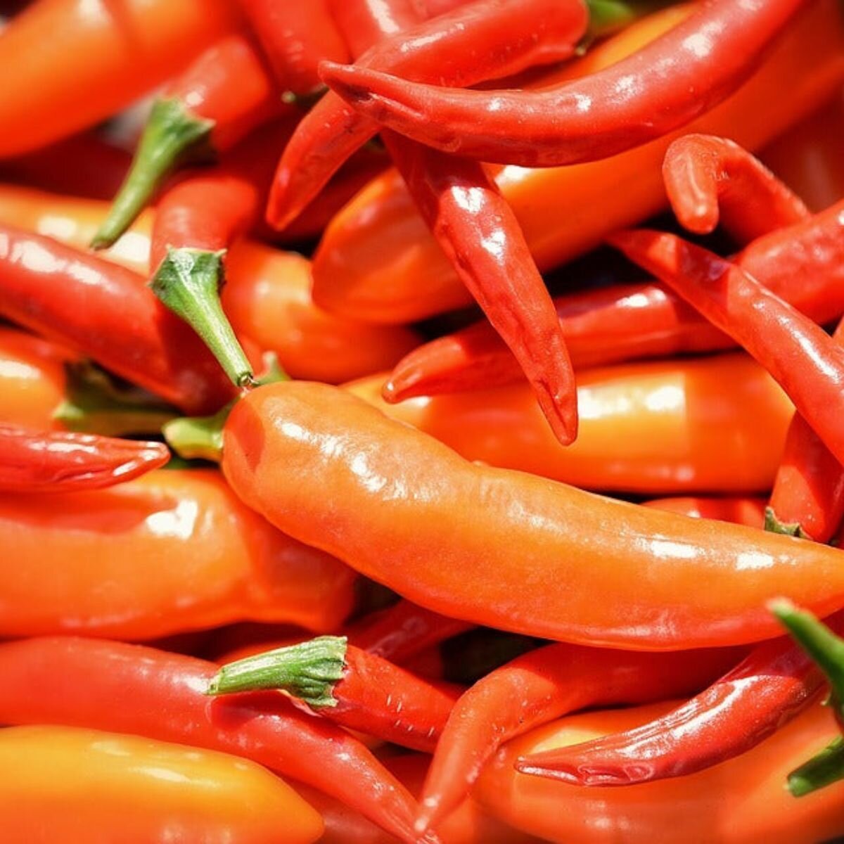 Chilli - Thai Hot Seeds