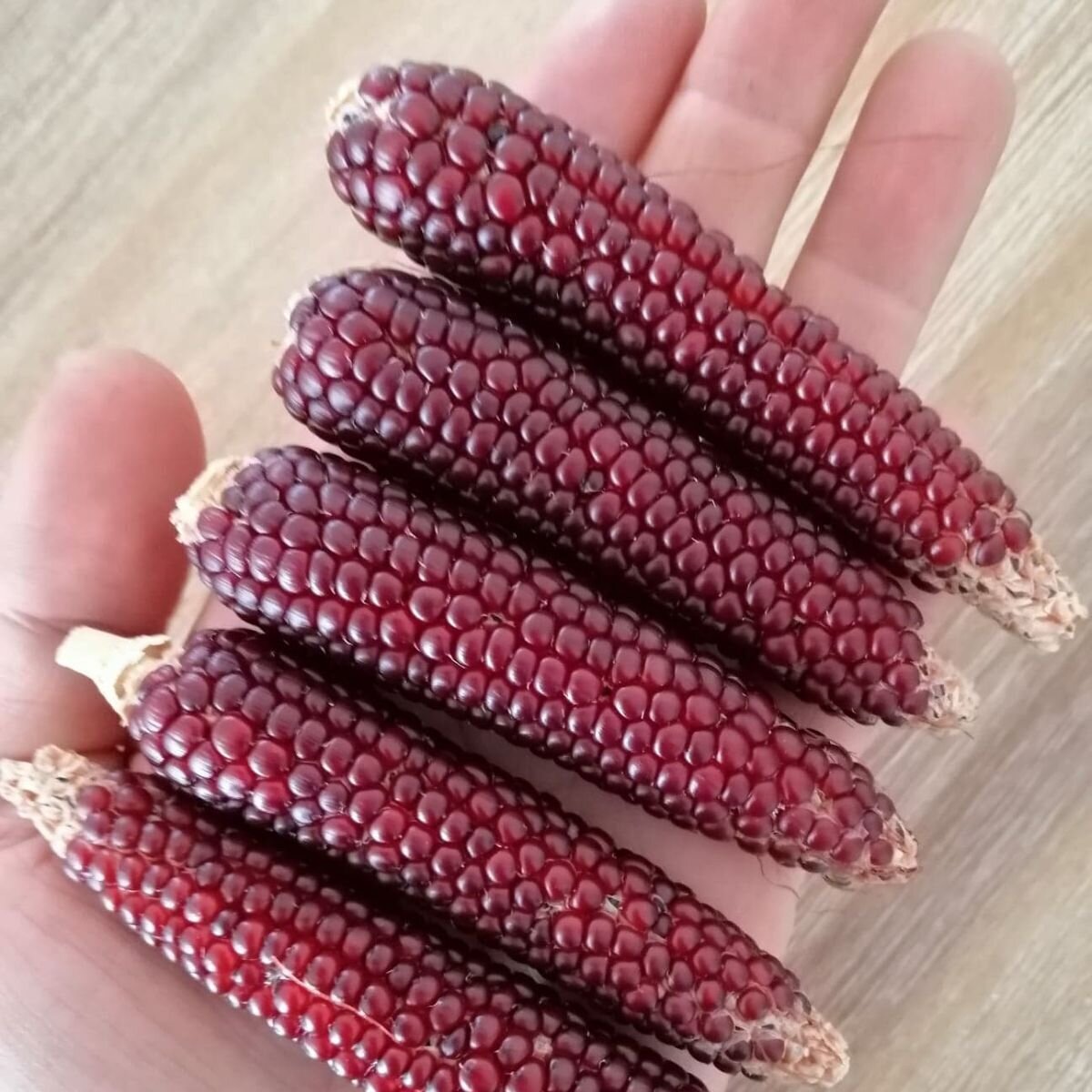Corn - Miniature Strawberry Popcorn Seeds