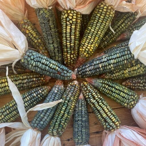 Corn - Oaxacan Green Seeds