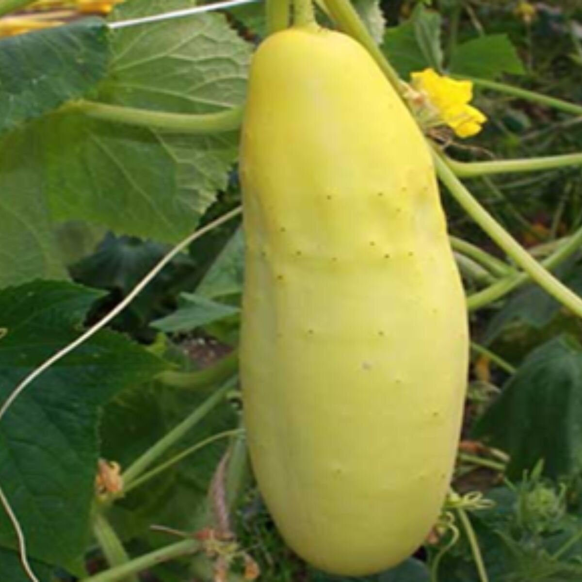 Cucumber Jefferson Seeds