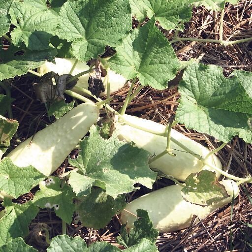 Cucumber - Long white seeds