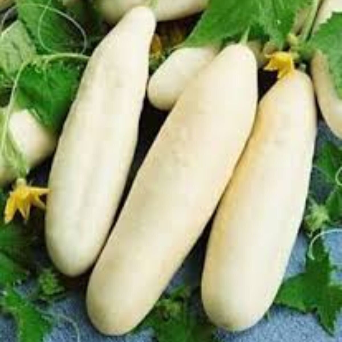 Cucumber - Redlands Long White Seeds