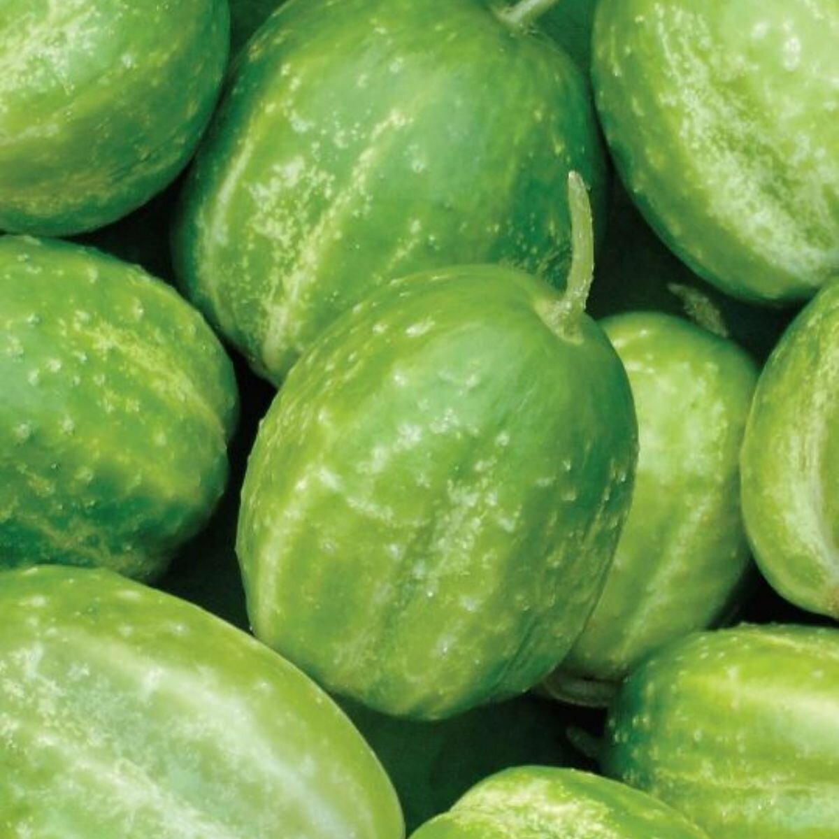 Cucumber - Richmond Green Apple Seeds