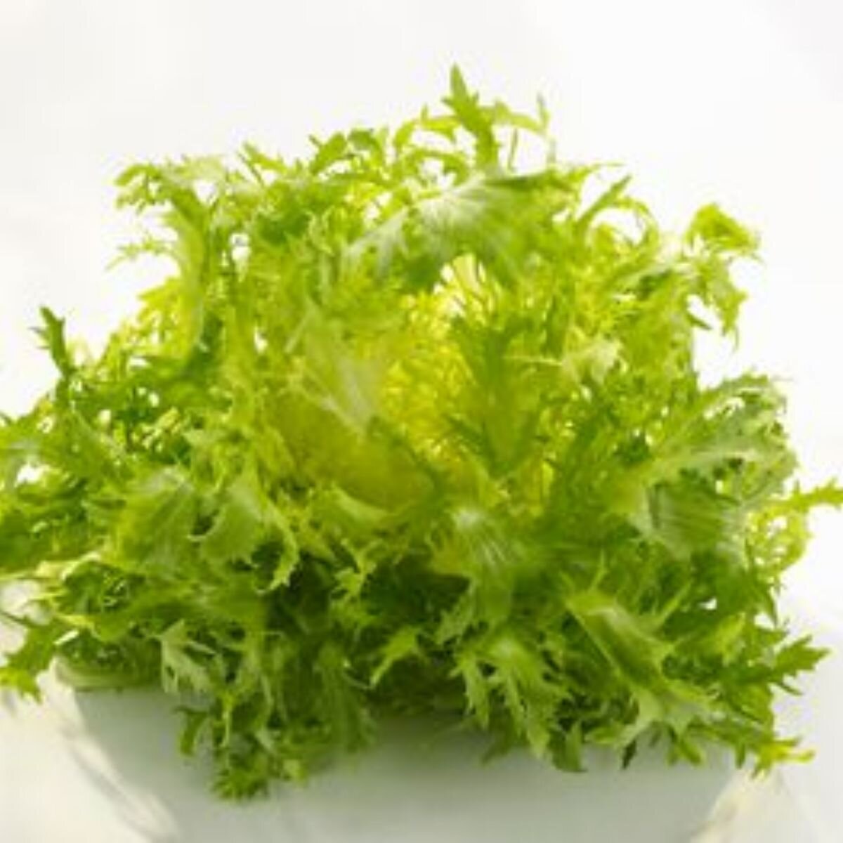 Endive - Green Curled Ruffec Seeds