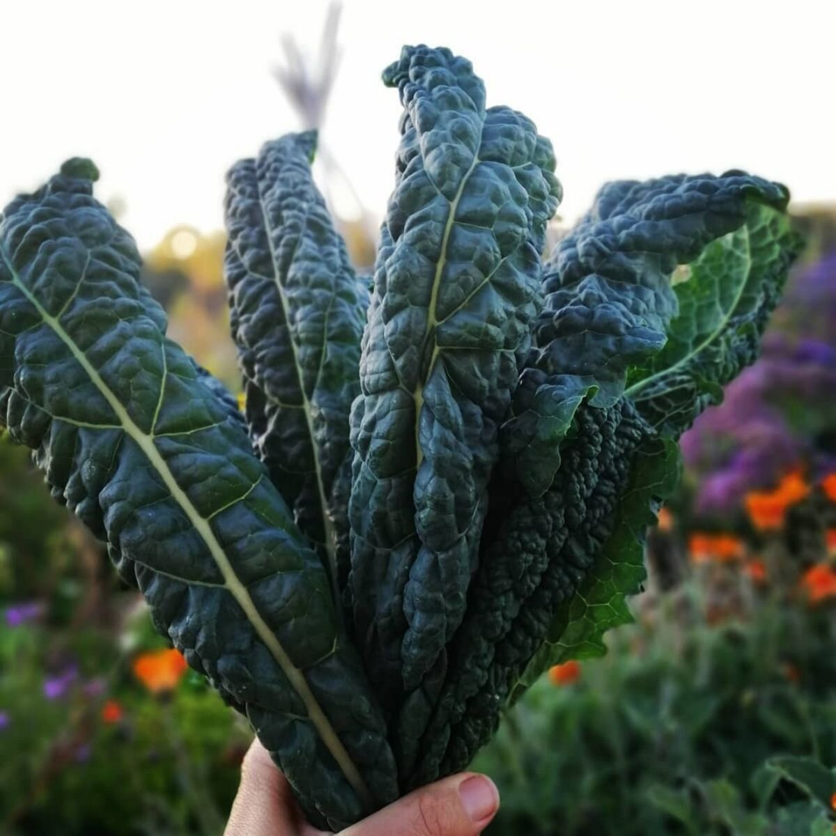 Kale - Black Toscana Seeds