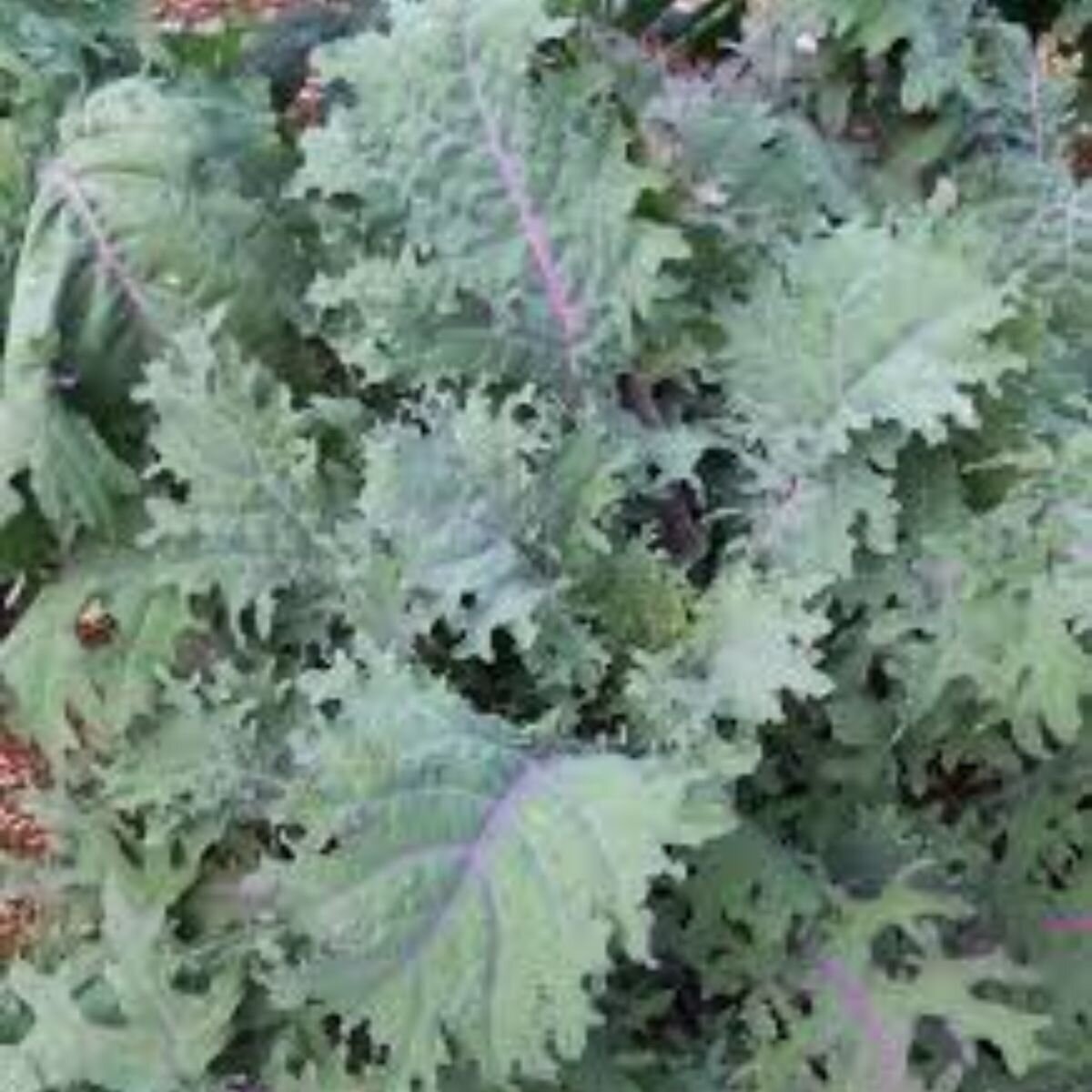 Kale - Red Russian Seeds