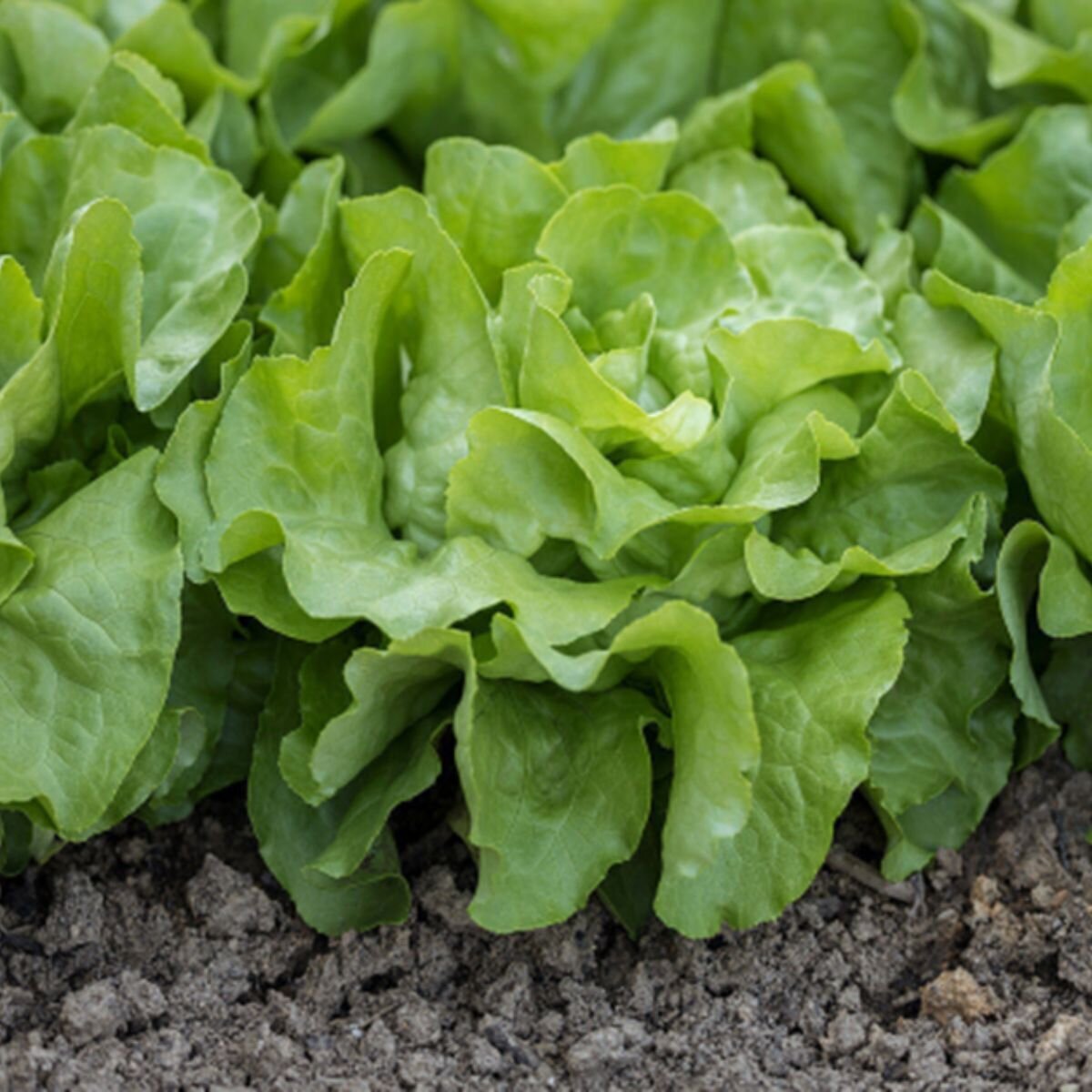 Lettuce - All Year Round Seeds