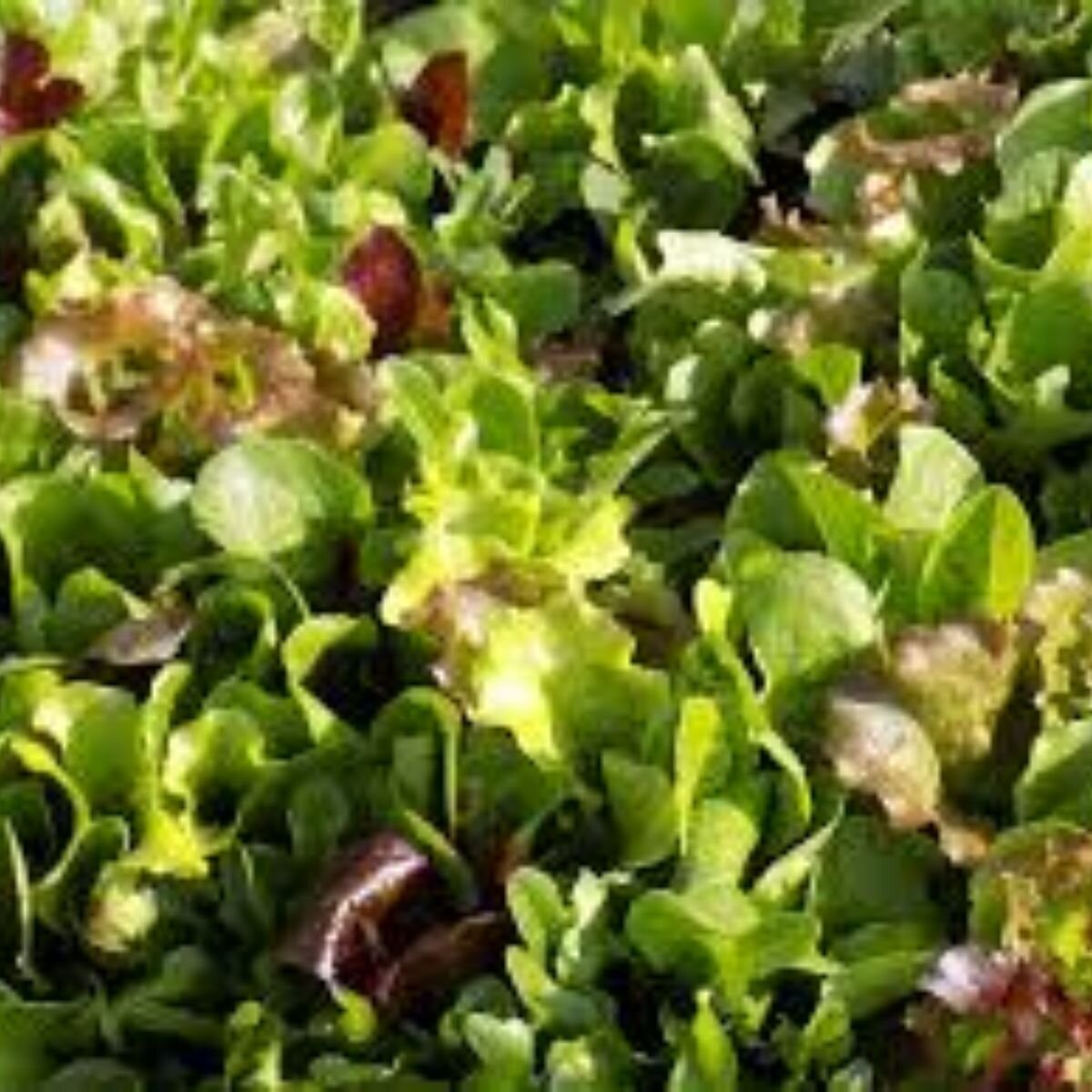 Lettuce - Loose Leaf Mix Seeds