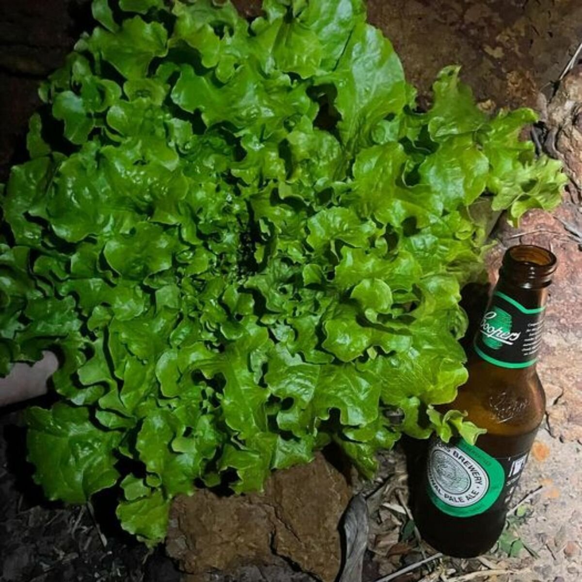 Lettuce - Oakleaf Green Seeds