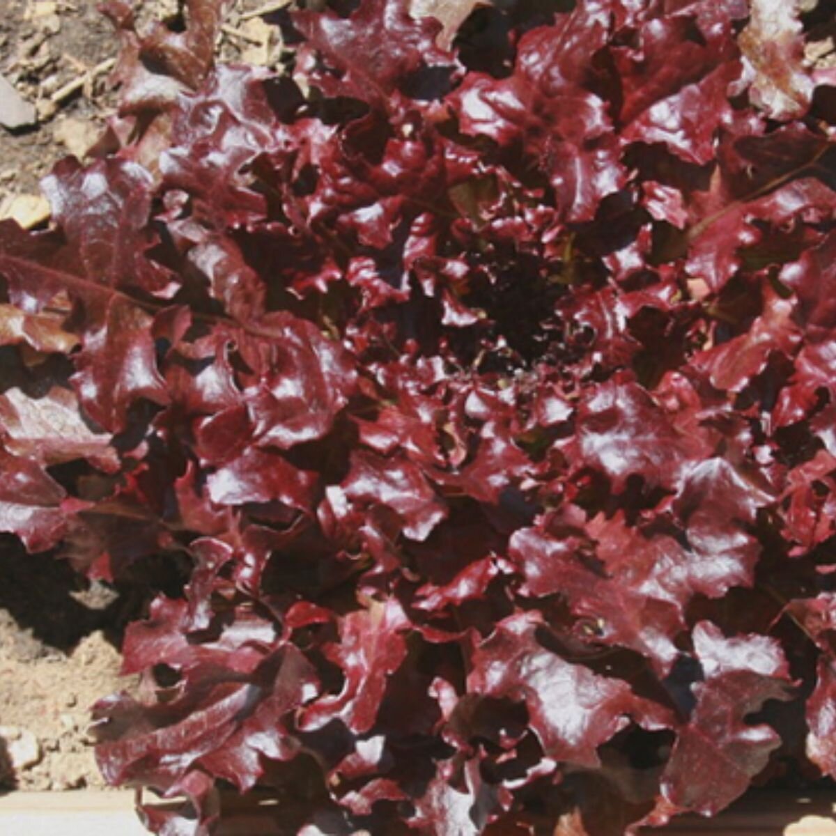 Lettuce - Oakleaf Red Seeds