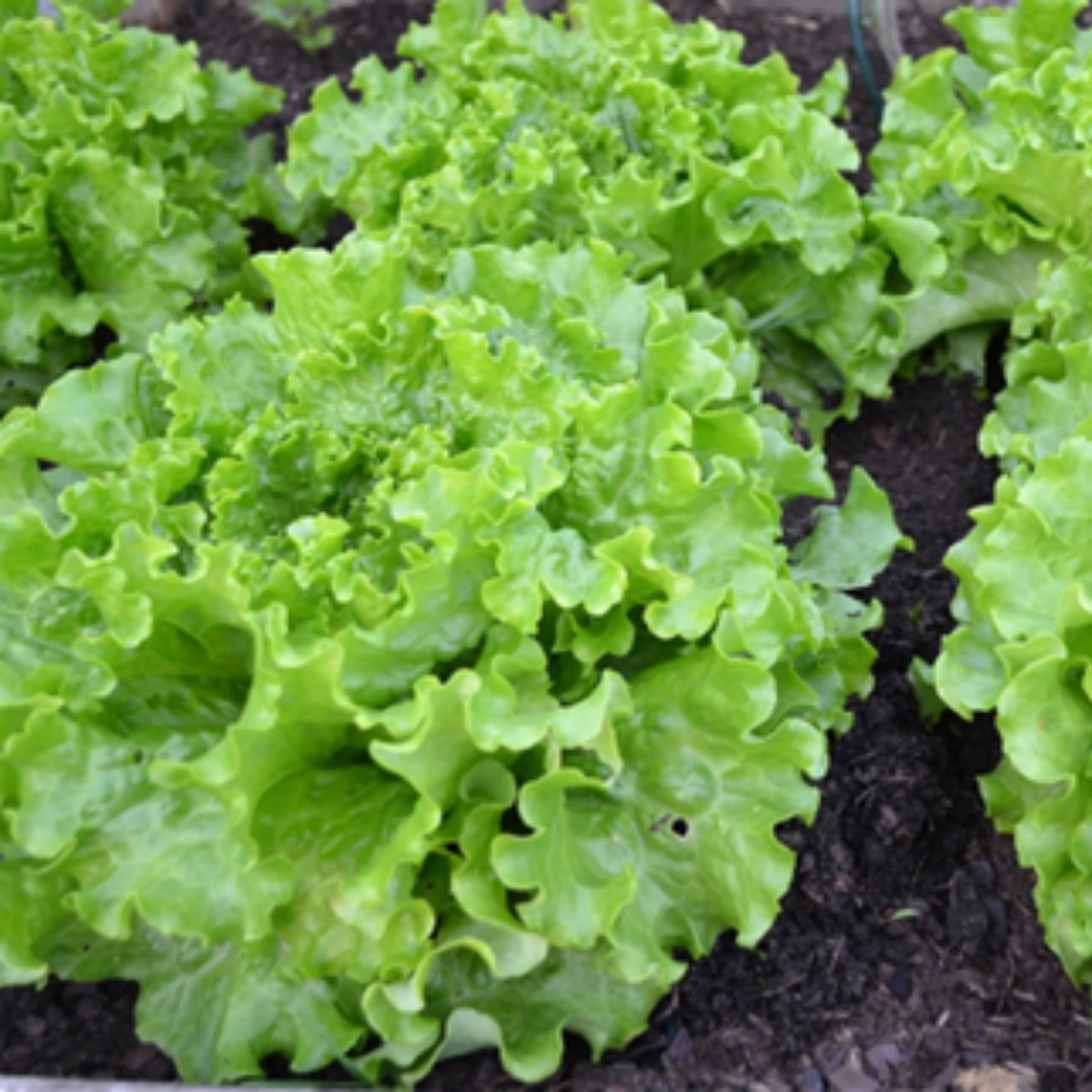 Lettuce - Salad Bowl Green Seeds