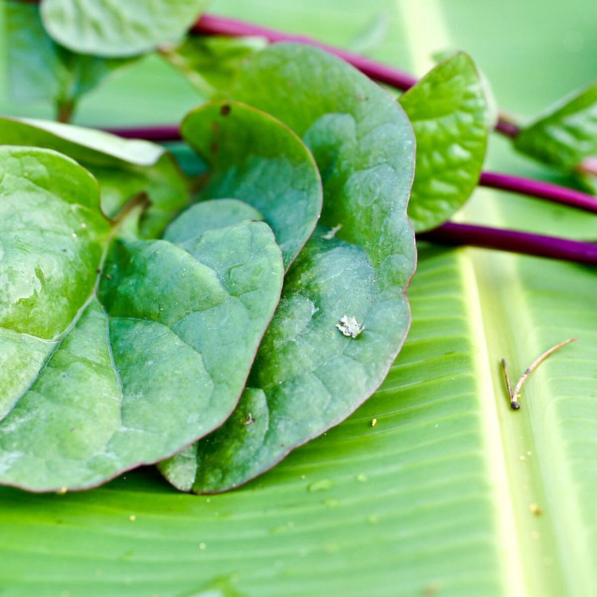 Malabar Spinach - Red Seeds