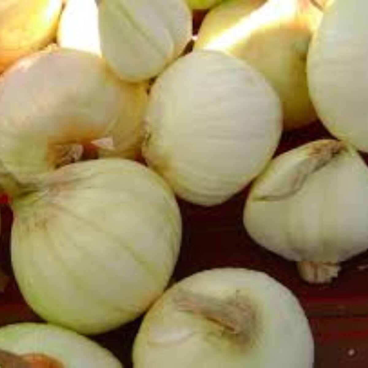 Onion - Barletta White Pickling Seeds