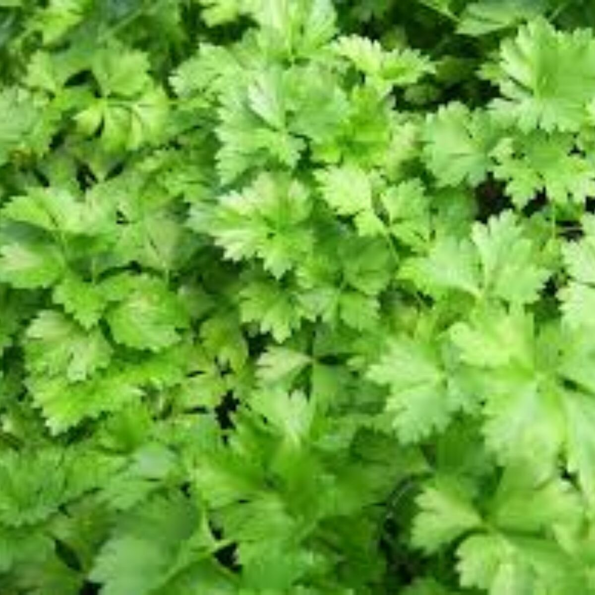 Parsley - Italian Seeds