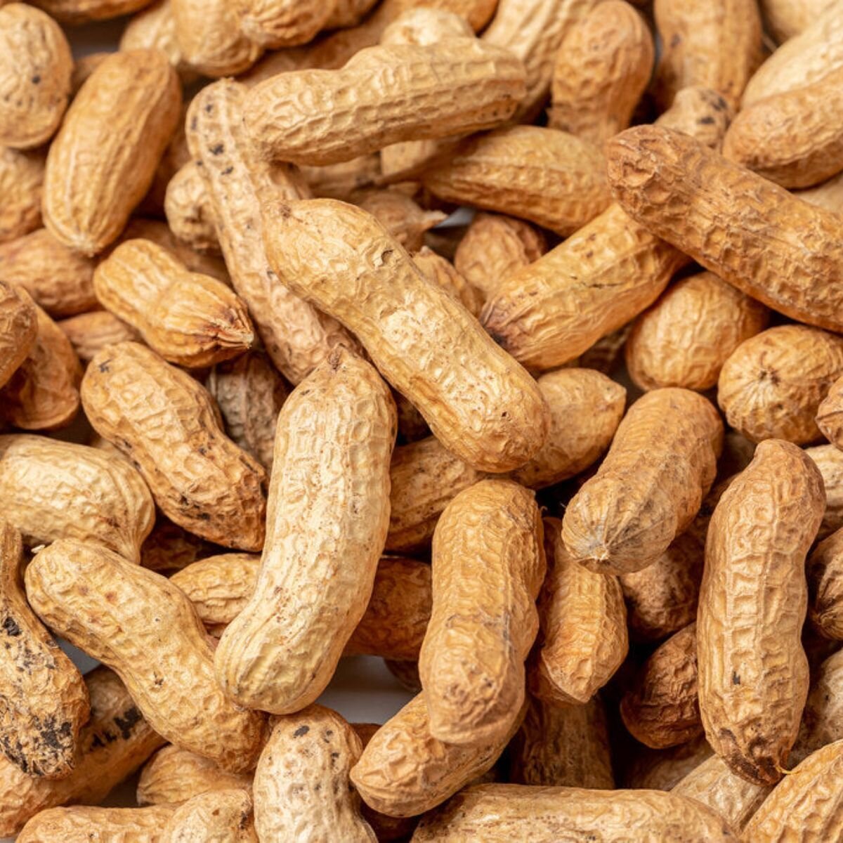 Peanut - Virginia Bunch Seeds