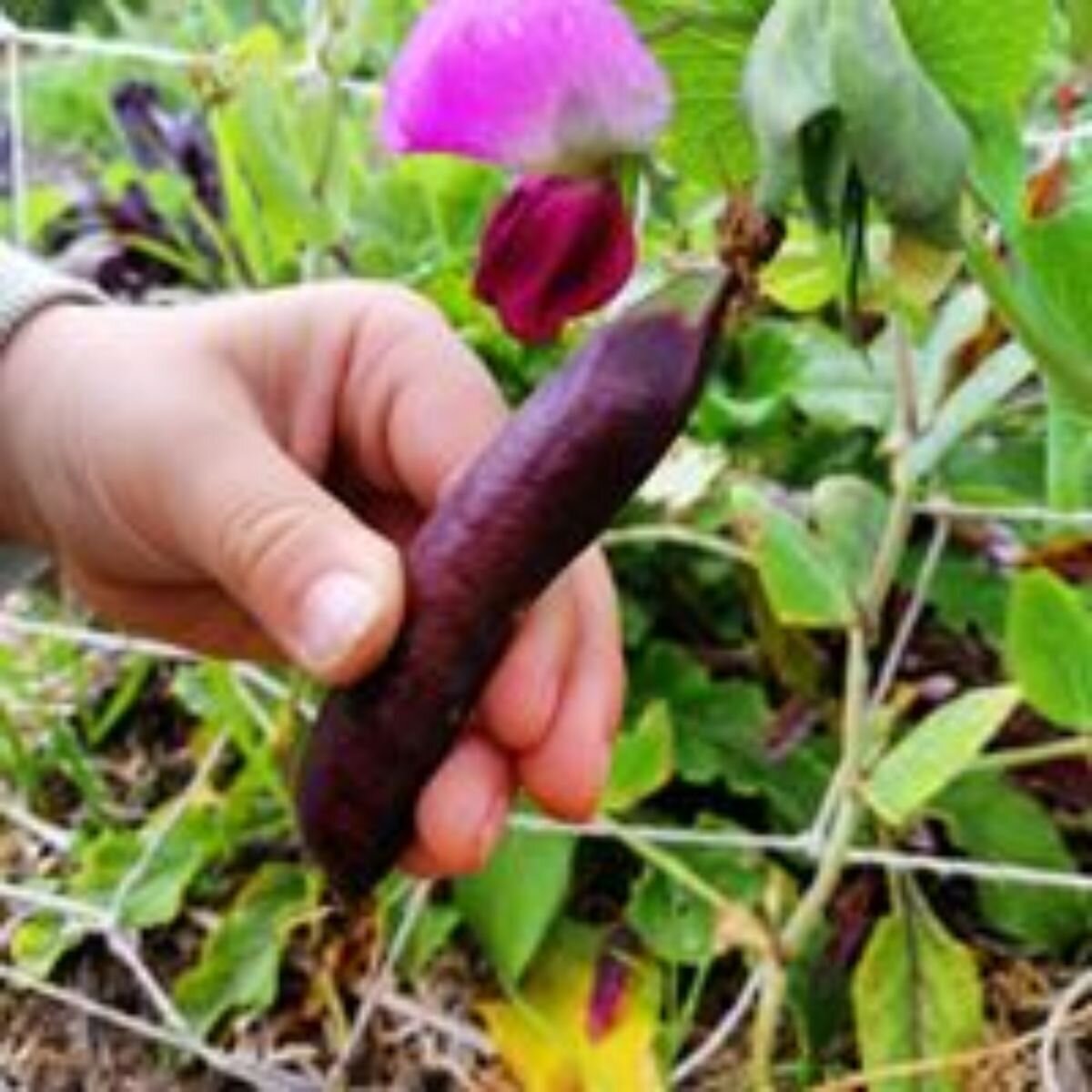 Pea - Purple Podded Seeds