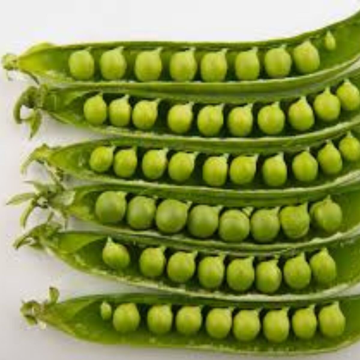 Pea - Telephone Seeds