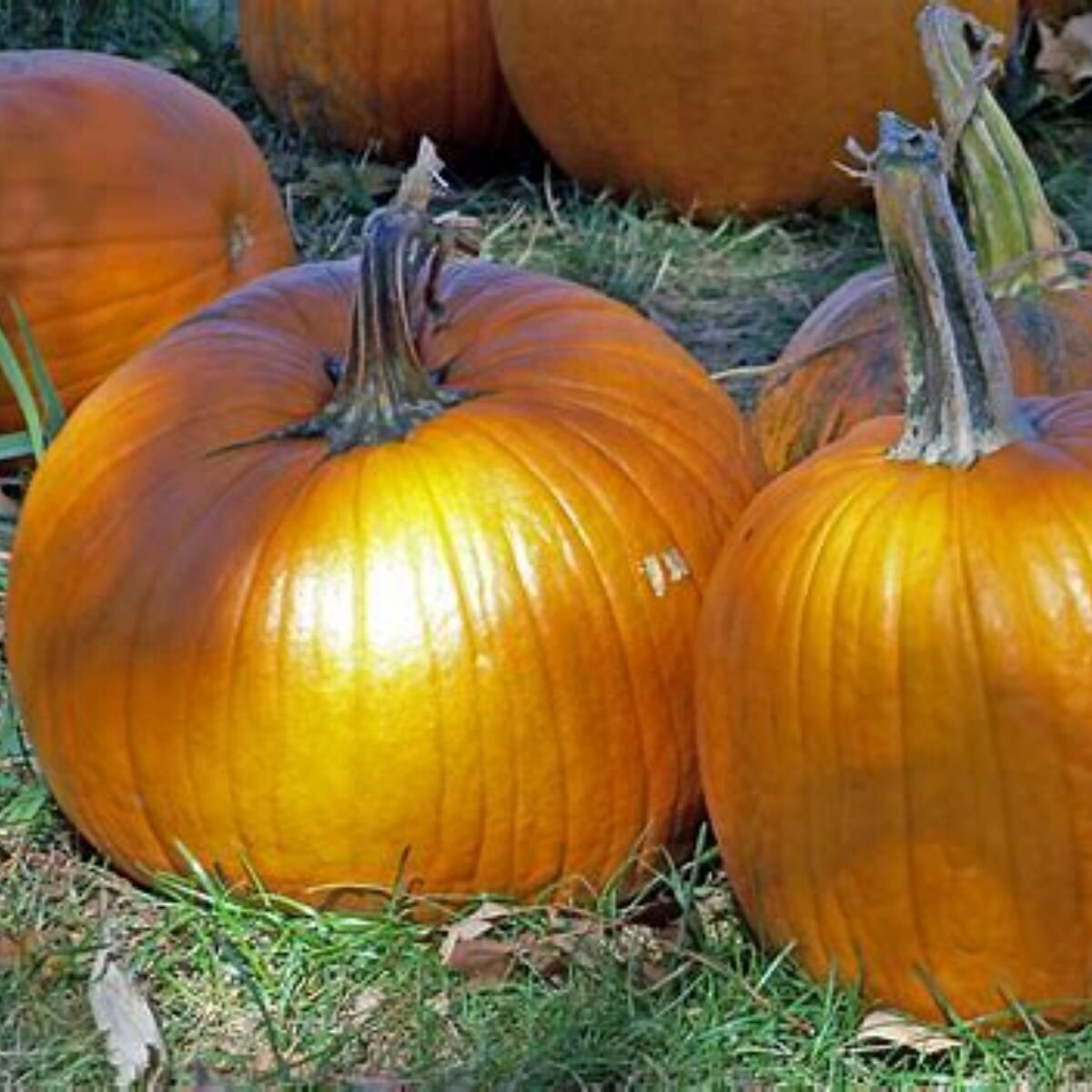 Pumpkin - Big Max Seeds