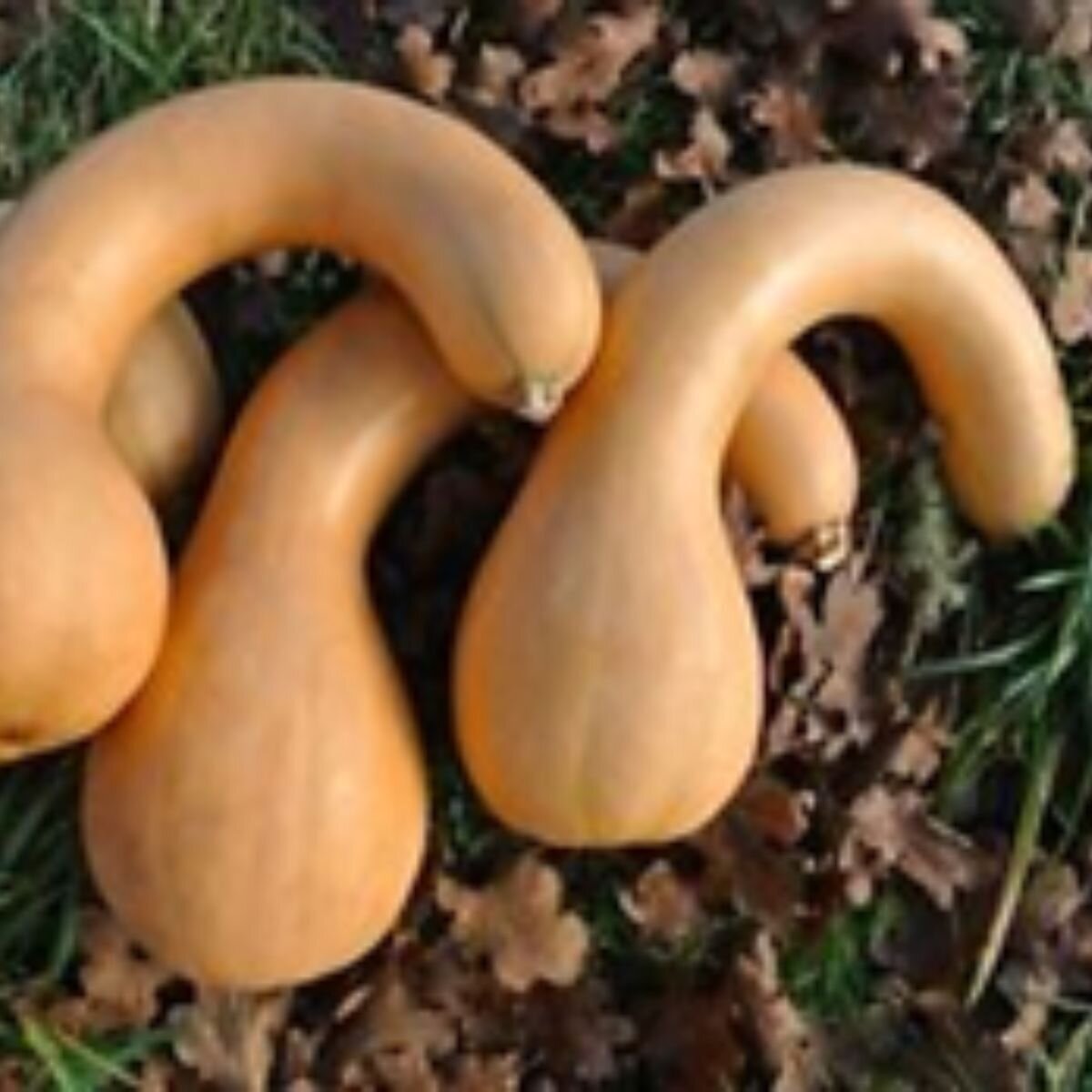 Pumpkin - Crookneck Seeds