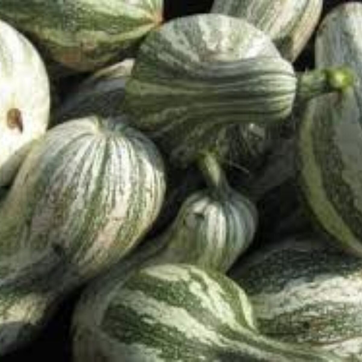 Pumpkin - Cushaw Green Striped Seeds