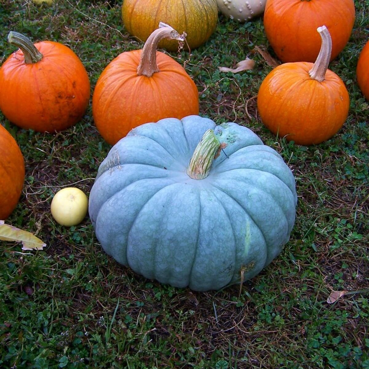 Pumpkin - Jarrahdale Seeds