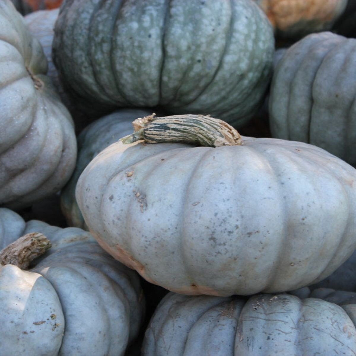 Pumpkin - Queensland Blue Seeds