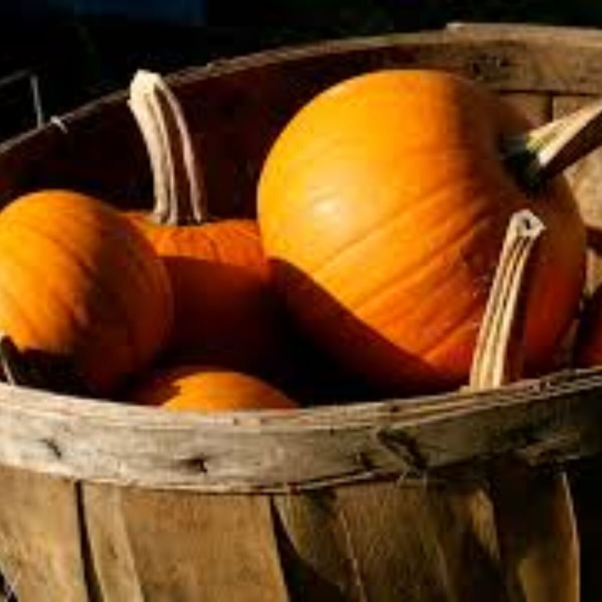 Pumpkin - Small Sugar Seeds