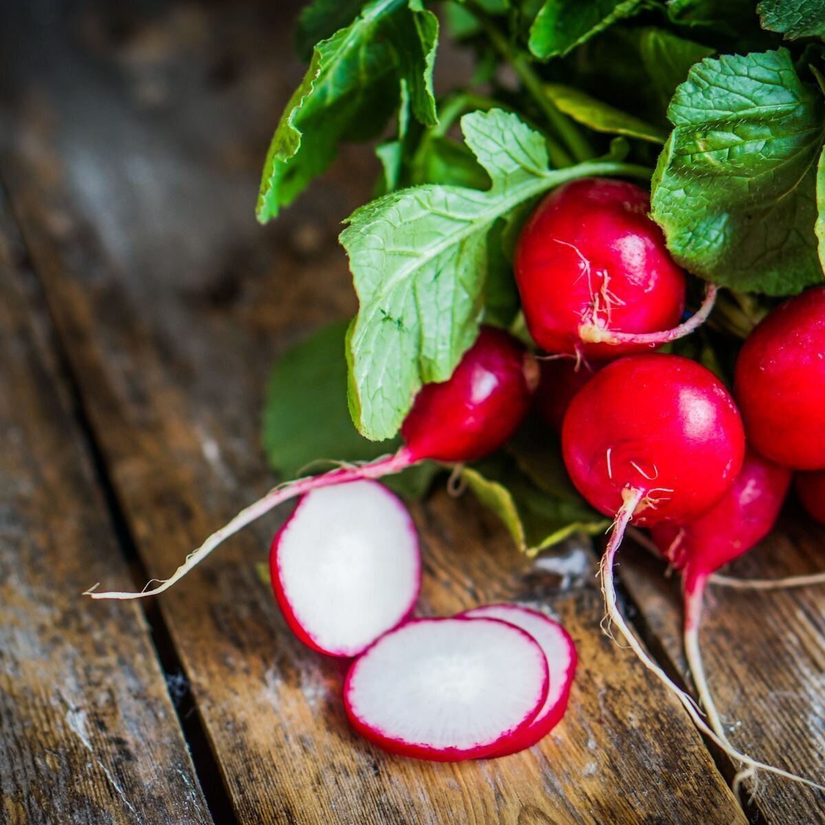 Radish - Champion Seeds