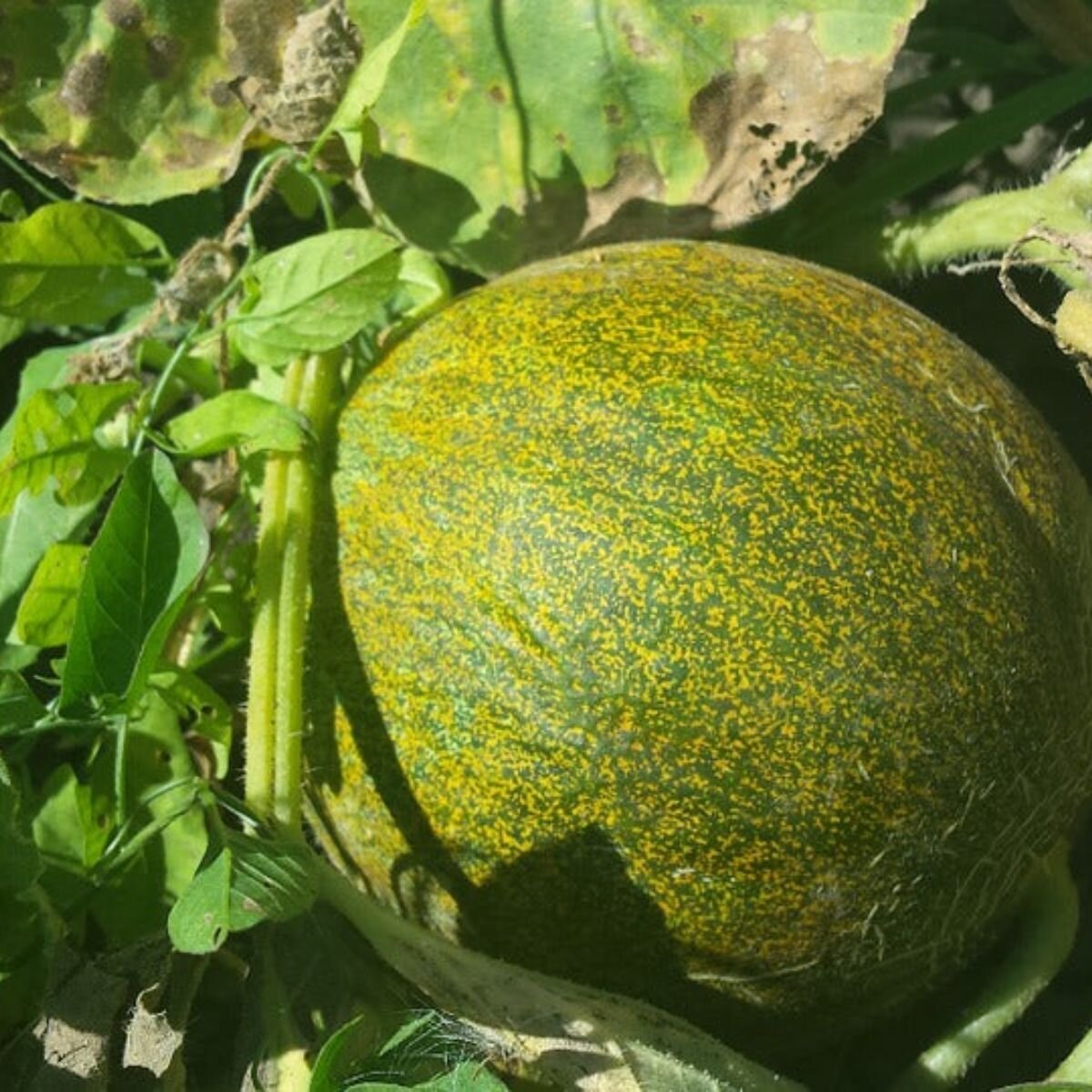Rock Melon - Collective Farmwomen Seeds