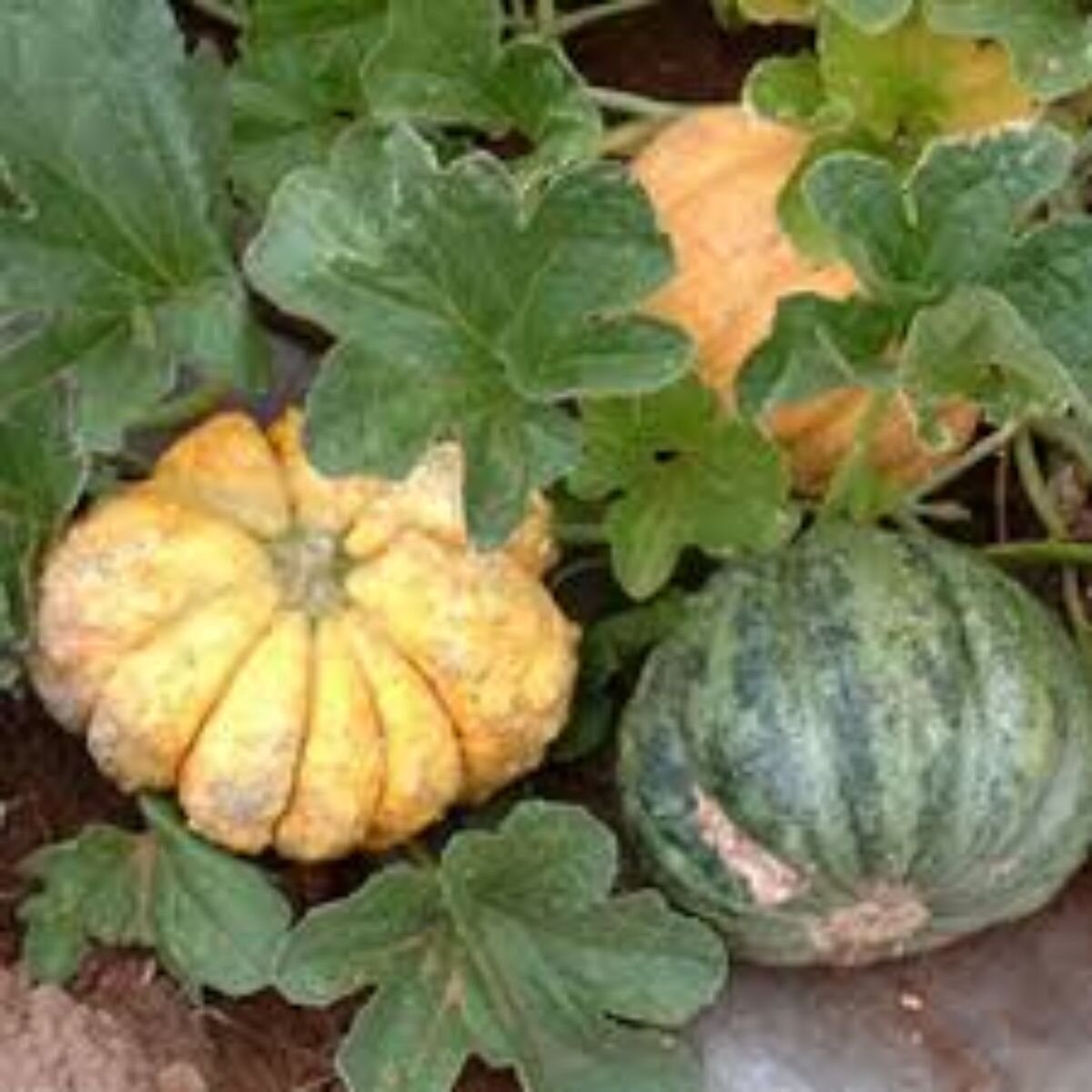 Rock Melon - Zatta Seeds