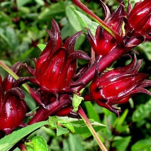 Rosella