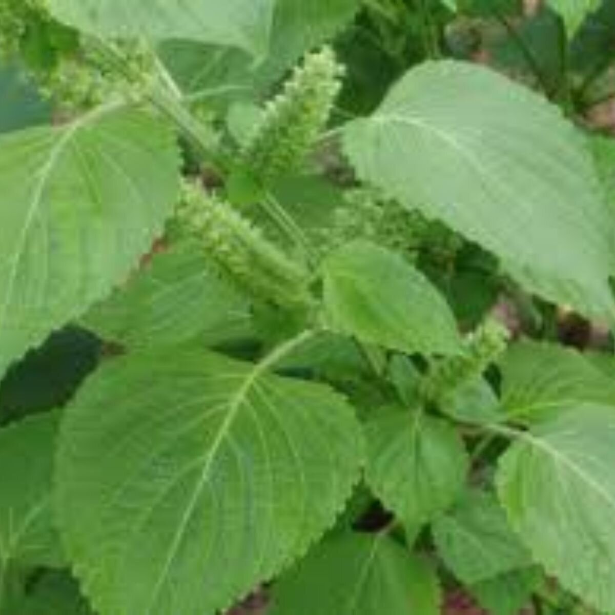 Shiso - Green Seeds