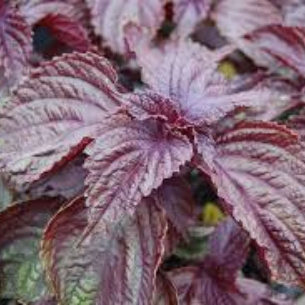 Shiso - Red Seeds