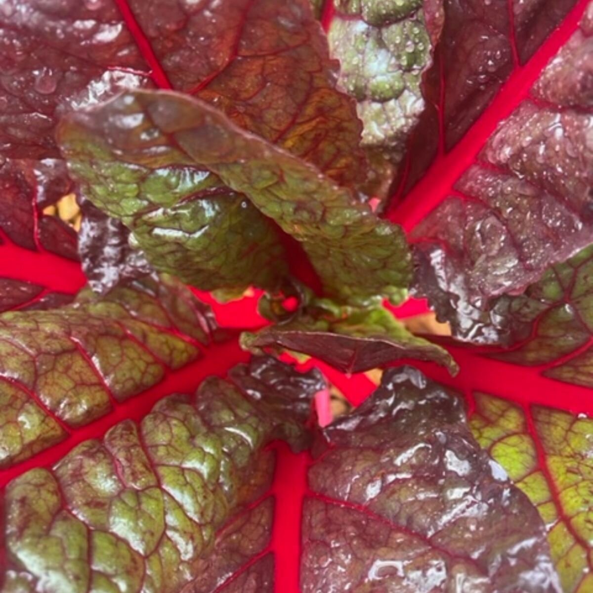 Silverbeet - Ruby Red Chard Seeds